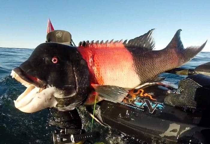 My Favorite NorCal Species - Jackson Kayak