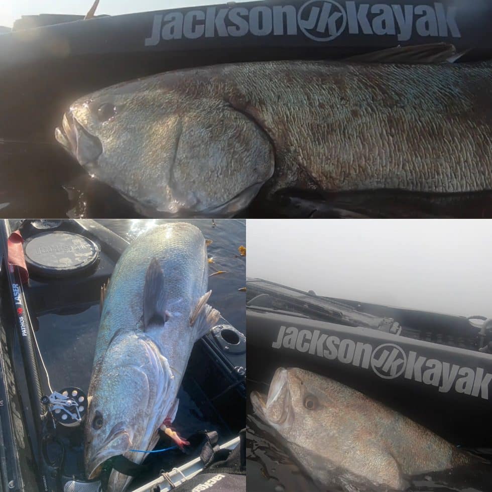A Halloween Ghost Story: Spearfishing White SeaBass